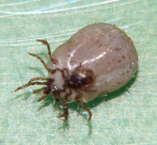 Réf. 97 115 : Ixodes acuminatus