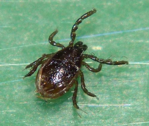 Réf. 97 116 : Ixodes acuminatus