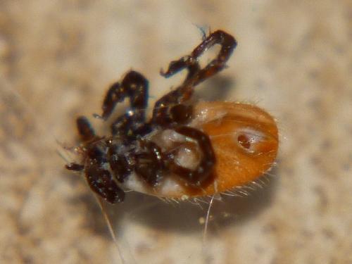 Réf. 97 117 : Ixodes acuminatus