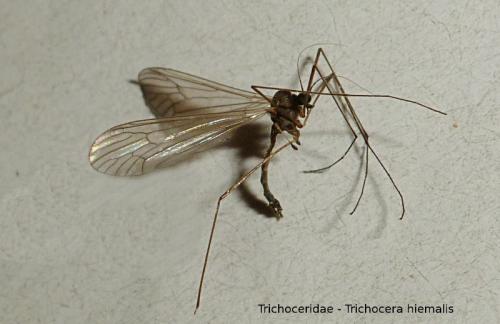Trichocera hiemalis