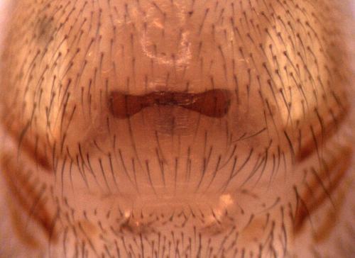 Dysdera sp.