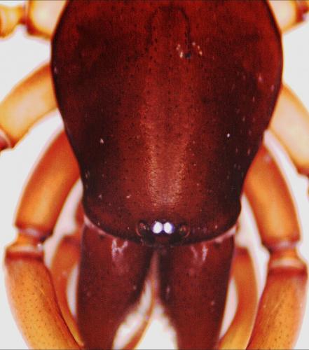 Dysdera sp.