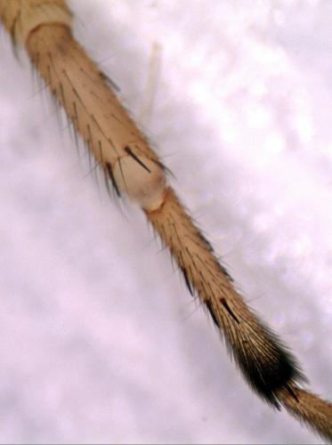 Dysdera sp.