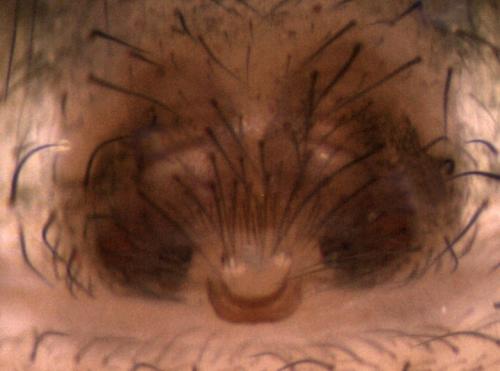 Textrix caudata