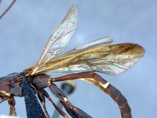 Réf. 97 634 : Xorides sp.