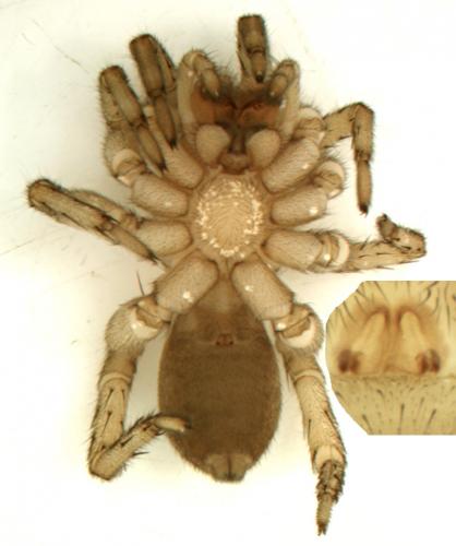 Trochosa sp.