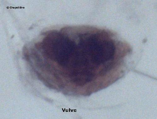 Centromerus brevipalpus