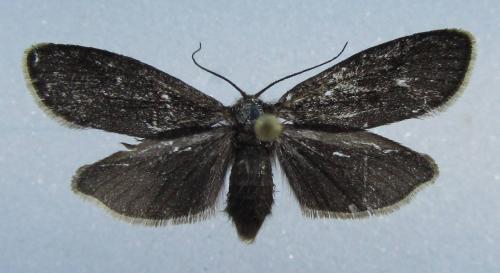 Réf. 97 077 : Typhonia ciliaris