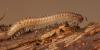 97470 – Photo : Pierre Gros – France (06)