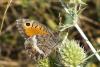 97258 – Photo : Nicolas Alric – France (05)