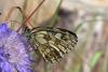 97320 – Photo : Nicolas Alric – France (05)