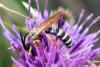 97855 – Photo : Nicolas Alric – France (05)