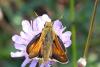 97856 – Photo : Nicolas Alric – France (05)