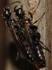97765 – Photo : Christine DEVILLERS – Belgique