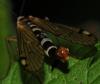 97141 – Photo : Christine DEVILLERS – Belgique