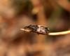 97227 – Photo : Vincent Derreumaux – France (65)