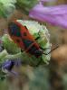 97242 – Photo : Anne Forgues – France (11)