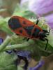 97241 – Photo : Anne Forgues – France (11)