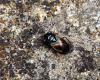 97720 – Photo : Vincent Derreumaux – France (65)