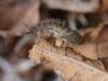 97400 – Photo : Pierre Gros – France (06)