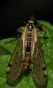 97140 – Photo : Christine DEVILLERS – Belgique