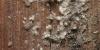 97956 – Photo : Pierre Gros – France (06)