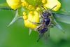 97910 – Photo : Christophe Quintin – France (21)