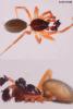 97619 – Photo : roy – France (85)