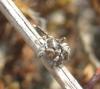 97046 – Photo : clovis – France (80)
