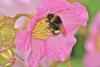 97531 – Photo : Michel Mathieu – France (14)