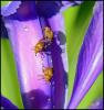 97861 – Photo : Josselyne Bayle – France (33)