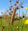 97071 – Photo : clovis – France (59)