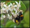 97001 – Photo : Josselyne Bayle – France (33)