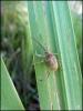 97746 – Photo : Josselyne Bayle – France (33)
