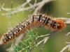 Lasiocampa quercus