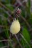 97818 – Photo : Josselyne Bayle – France (33)