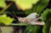 97084 – Photo : Christophe Quintin – France (21)