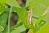 97628 – Photo : Michel Mathieu – France (14)