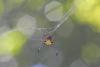97972 – Photo : D. Martinez – Philippines