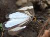 97099 – Photo : Christian Widmann – Réunion (La)