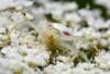 97963 – Photo : frodon – France (33)