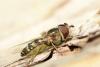 97871 – Photo : Bg – France (94)
