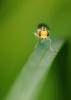 97969 – Photo : frodon – France (33)