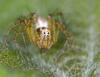 97834 – Photo : frodon – France (33)