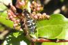 97495 – Photo : Nicolas Alric – France (12)