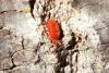 97496 – Photo : Nicolas Alric – France (12)