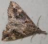 Hypena laceratalis
