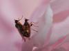 97126 – Photo : Christophe Quintin – France (21)