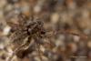 97884 – Photo : Francois Diemert – France (44)