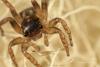 97336 – Photo : Francois Diemert – France (44)
